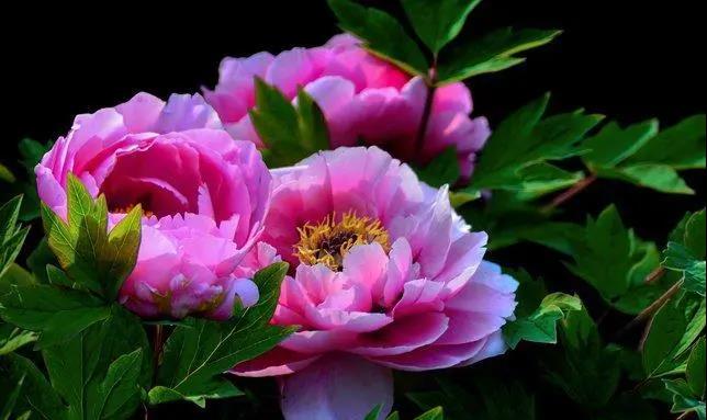 【“豫”見高端 “洛”賞牡丹】您有一封來自凌宇汽車的邀請函，請查收！