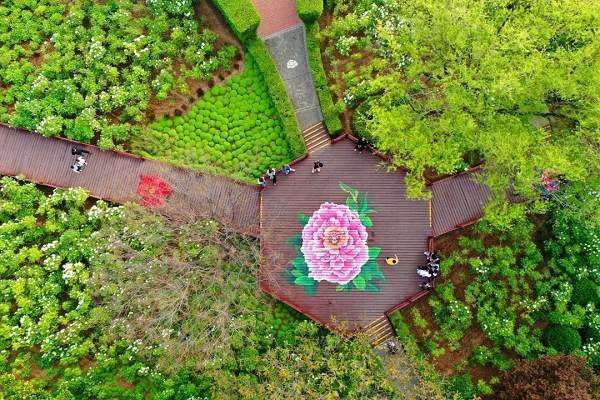 豫見(jiàn)高端，洛賞牡丹，錯(cuò)過(guò)等一年